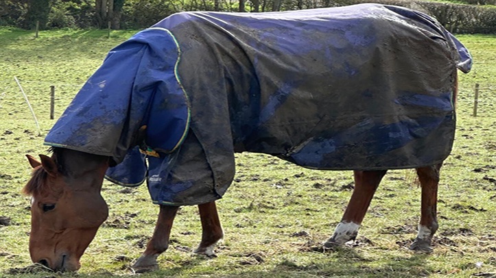 Research presented at the British Society of Animal Science (BSAS) 2025 Conference highlighted the potential effects of rug layering on horses’ stride length.

overthecounter.news/new-study-sugg…