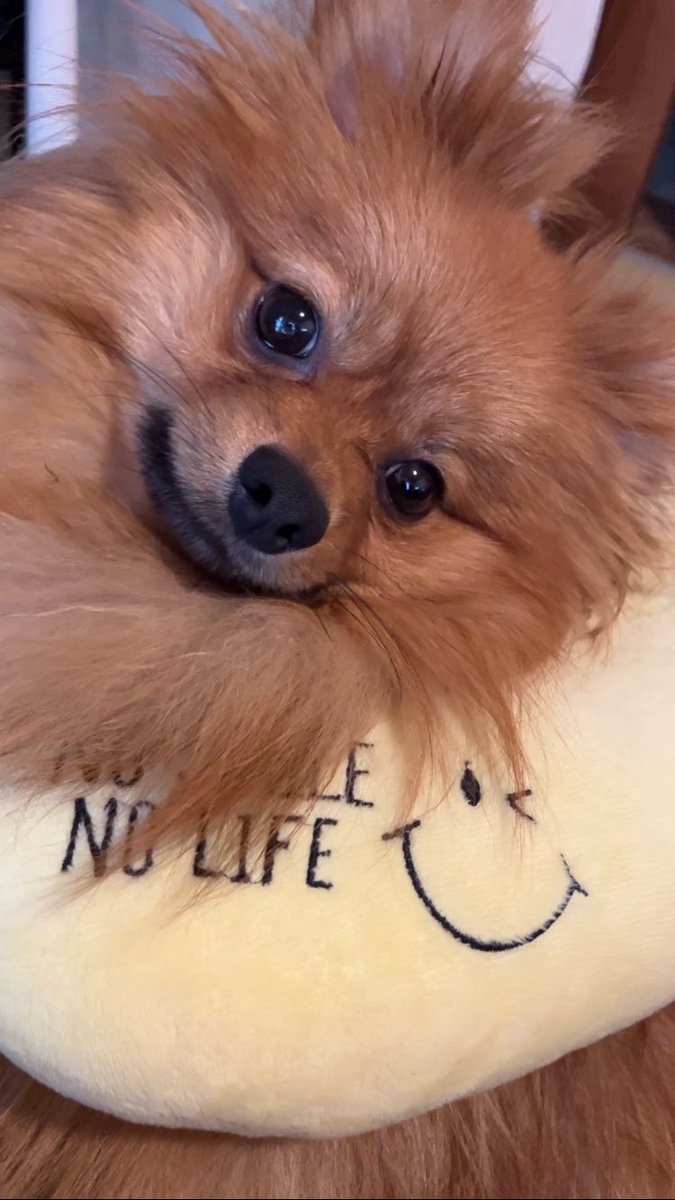 😊
#ポメラニアン #ぽめひま #ポメラニアン🌻