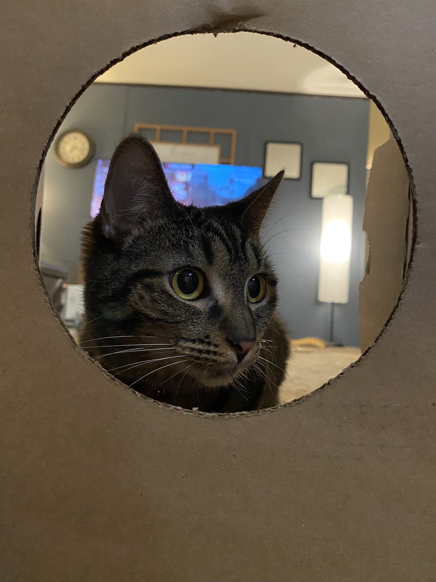 boxofcandys tweet media