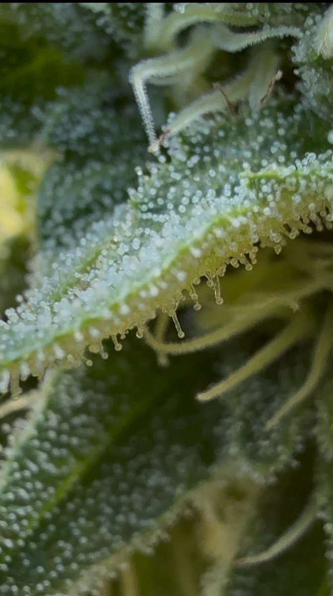CalikidOrganics's tweet image. Strawberry pie ripening up real nice