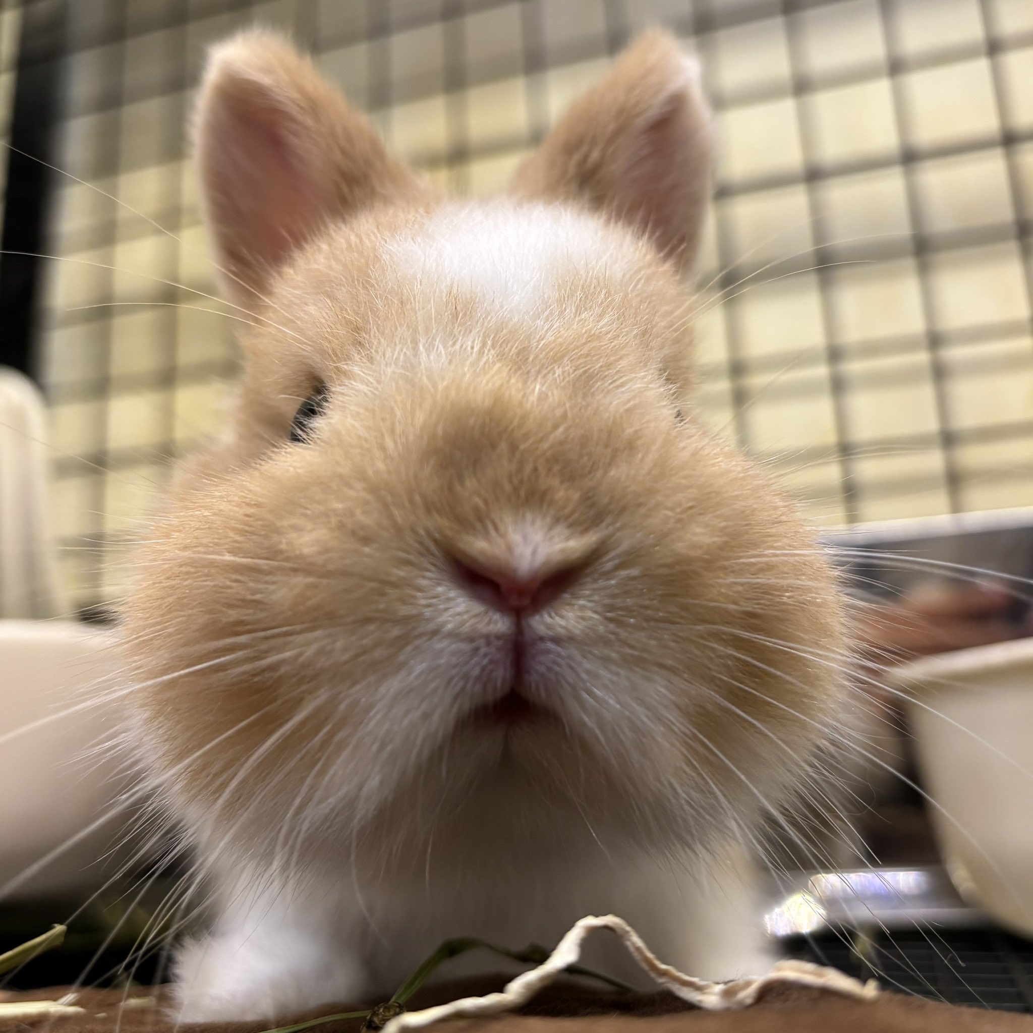 うさぎのしっぽ通販は、『うさぎと暮らす81号』を全国へお届け