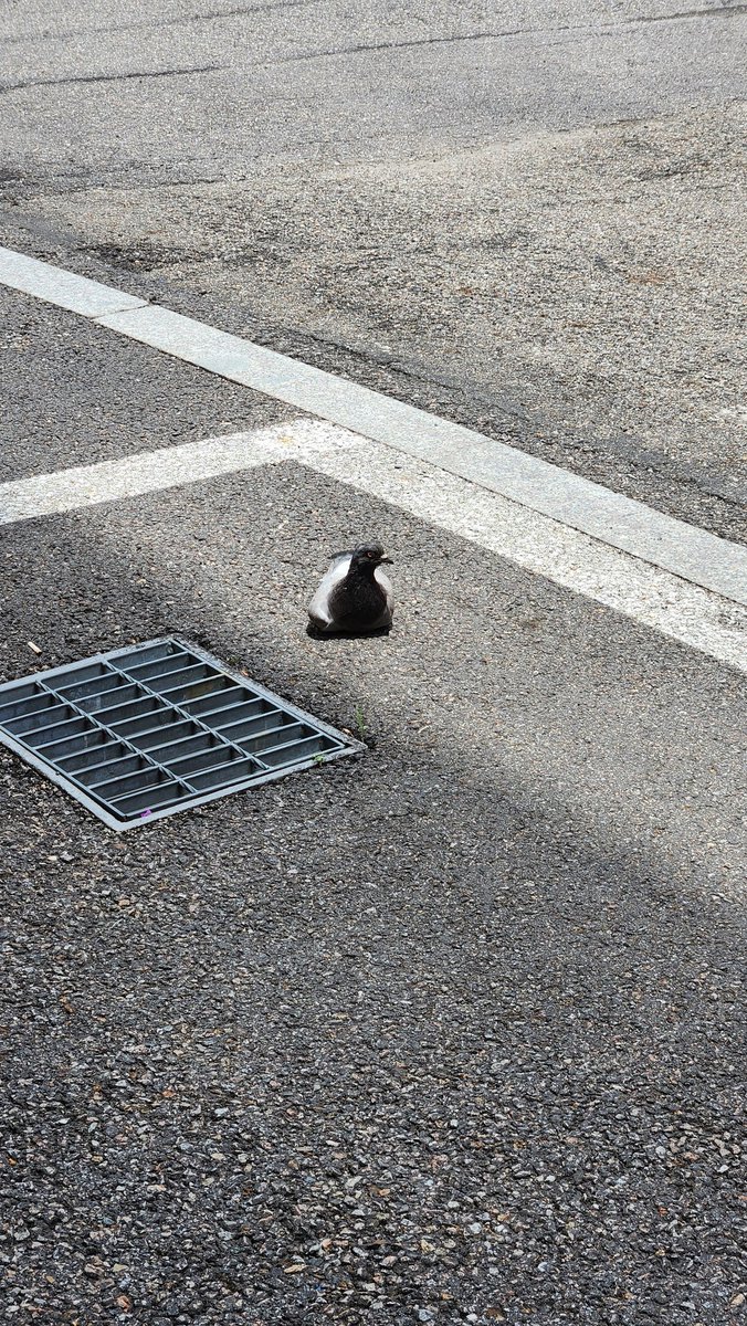 집에서 나왔는데 식빵굽는 비둘기랑 마주쳣어요;;; 바닥에서 앉아잇는 비둘기 첨봐요 너 뉘기야?