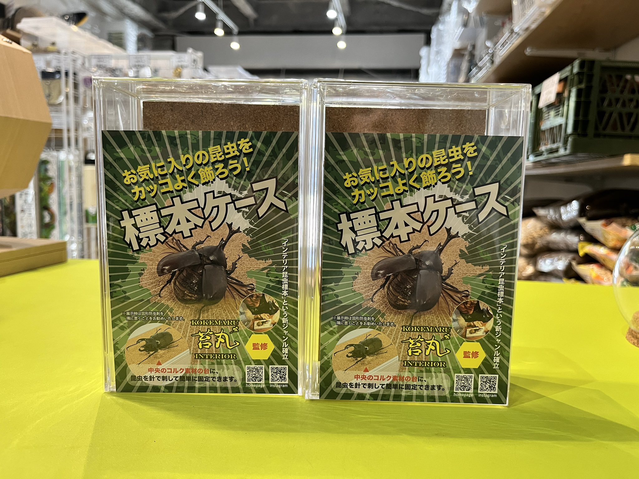 【コエポン】お取り置き品 昆虫標本 magnet ペーパーウェイト Casimir 昆虫標本 ガラス （ 昆虫 標本