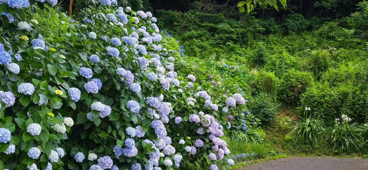 V4jF8o7jFLyB8vf's tweet photo. #撮影
#紫陽花
#千葉県
#我孫子市 https://t.co/RnKZucxd9M