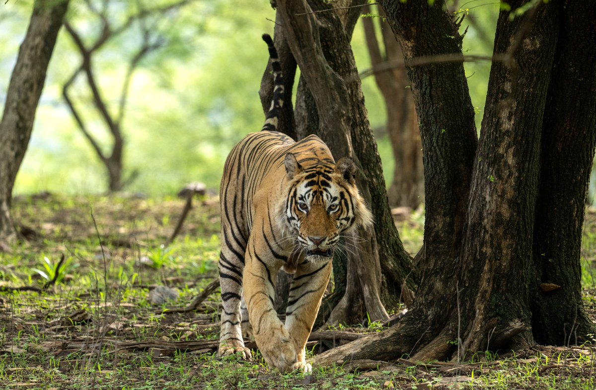 A lump has recently been noticed on tiger T-120’s shoulder, leading to much speculation. It’s important to understand that T-120 was darted antibiotics multiple times in the last two months for eye treatment. Such lumps are commonly caused by local tissue reactions, unabsorbed
