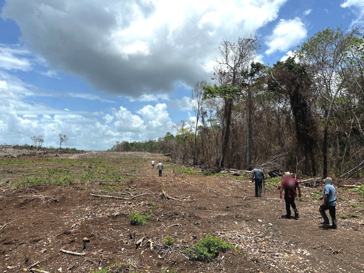 🌱|| PROFEPA  clausuró siete predios en Yucatán, Campeche y Quintana Roo tras detectar el desmonte ilegal de más de 2,600 hectáreas de selva, asociado a la expansión de actividades agrícolas de comunidades menonitas. Los desmontes no contaban con permisos de cambio de uso de