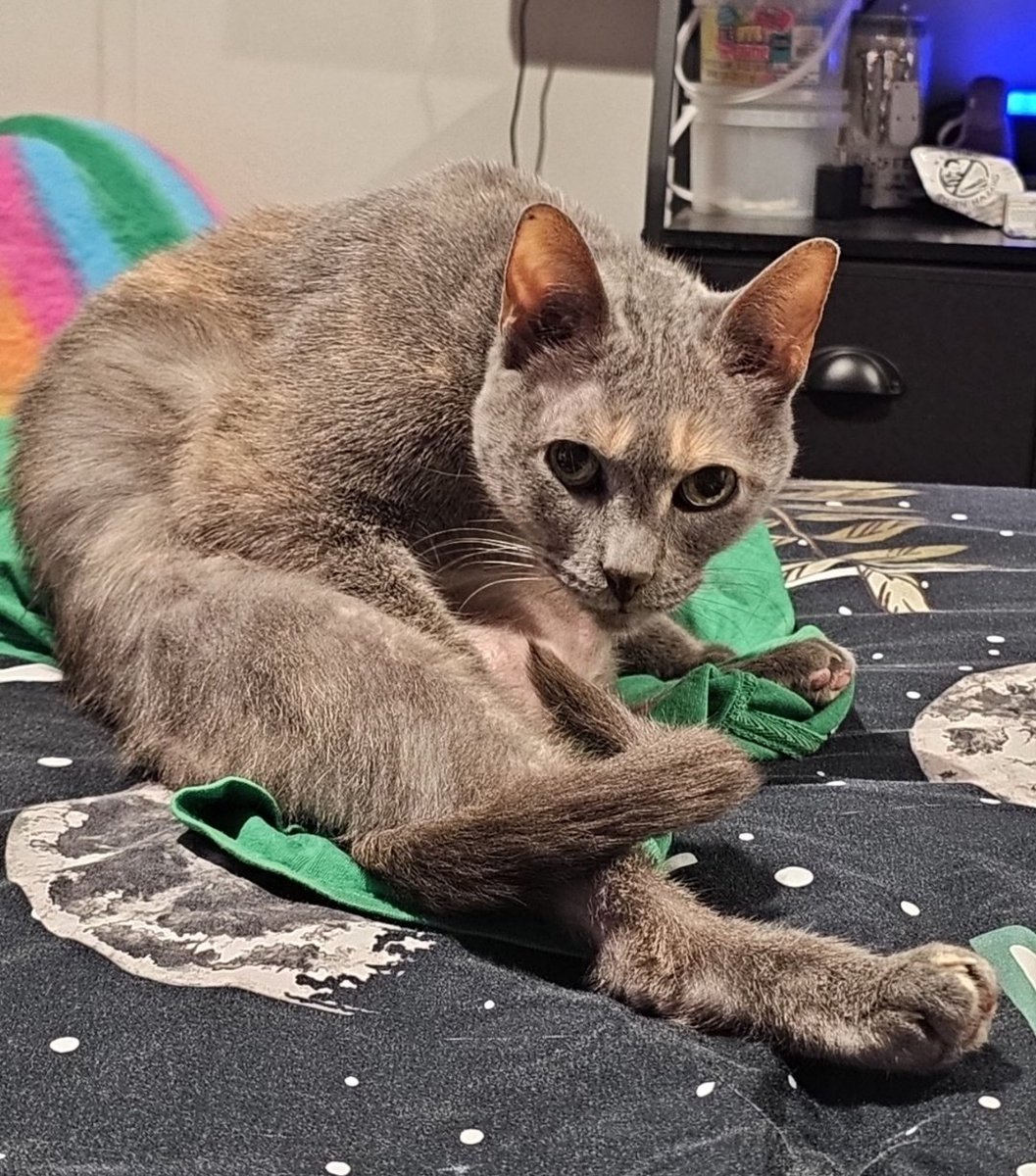 ___August_____'s tweet photo. @dreamwastaken Our cats should be friends (the one on the left. The other one is sadly gone, but his sister is still here.) https://t.co/FgoR3qJDzu