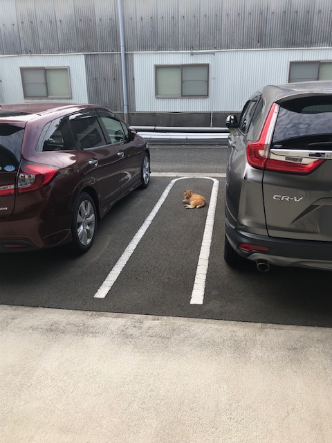 jhi_official's tweet photo. おはJHIございます(´▽`)ﾉ☆
部長が出勤した時に駐車場で猫ちゃんがくつろいでいたそうです🐈
弊社駐車場が猫ちゃんにとって過ごしやすい場所認定されてるんだな、とちょっと嬉しくなりました☺️
人間も動物も熱中症には注意しましょうね！ https://t.co/SAcBeoQ5C7