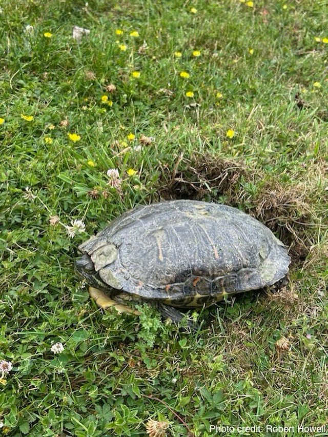 This week we received reports of turtles wandering, digging or nesting. Finding soft sunny dirt patches but this female has dug a patch of lawn to uncover the soil underneath.

 #canal #education #sun #nonnative #public #terrapin #wildlifephotography #invasive #citizenscience