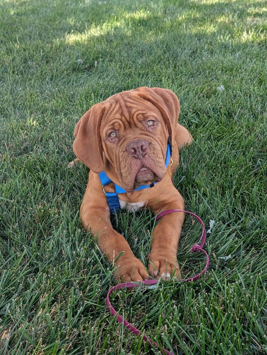 Meet Benson! We recently adopted him from a Dogue de Bordeaux Rescue in Michigan and now cherishing his clumsy gentle personality. #doguedebordeaux #adoptlove