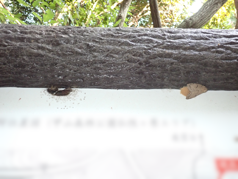 NatureField's tweet photo. 6/30マイマイガ産卵確認、羽化したところからおよそ20cm https://t.co/9apAS7jfD7