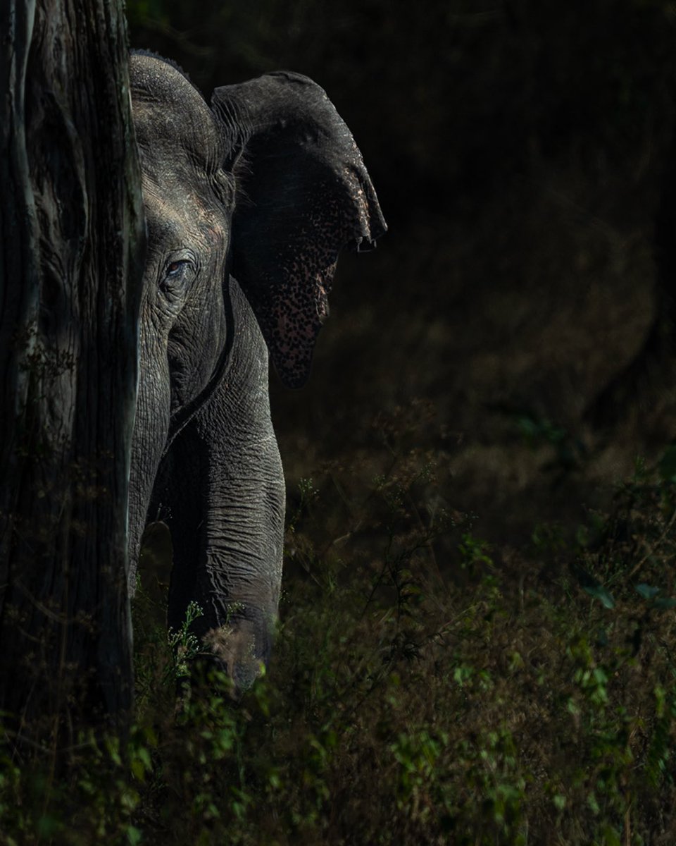 wildlife_sg's tweet photo. Few shady shots from the #wild 🌳🐘 !!

A glimpse into the soul of the forest. Hidden in the shadows, an ancient gaze peeks through, holding untold secrets of the wild. Who’s watching whom? 🤫👁️🌳!!
#wildlife #mood #shadesofthewild #nikonphotography #nikongears #nikonindia #nikon https://t.co/ruufoTcvsh