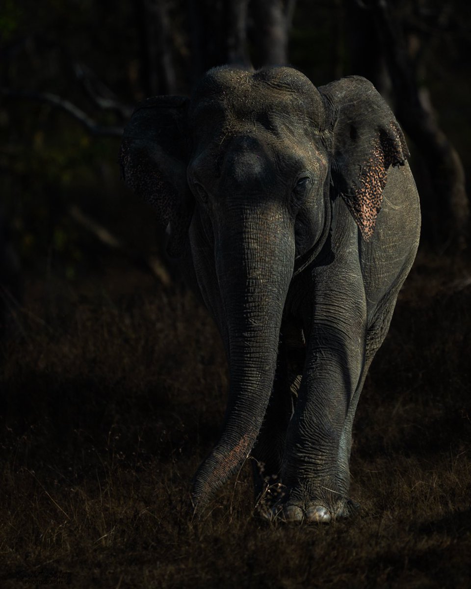 wildlife_sg's tweet photo. Few shady shots from the #wild 🌳🐘 !!

A glimpse into the soul of the forest. Hidden in the shadows, an ancient gaze peeks through, holding untold secrets of the wild. Who’s watching whom? 🤫👁️🌳!!
#wildlife #mood #shadesofthewild #nikonphotography #nikongears #nikonindia #nikon https://t.co/ruufoTcvsh