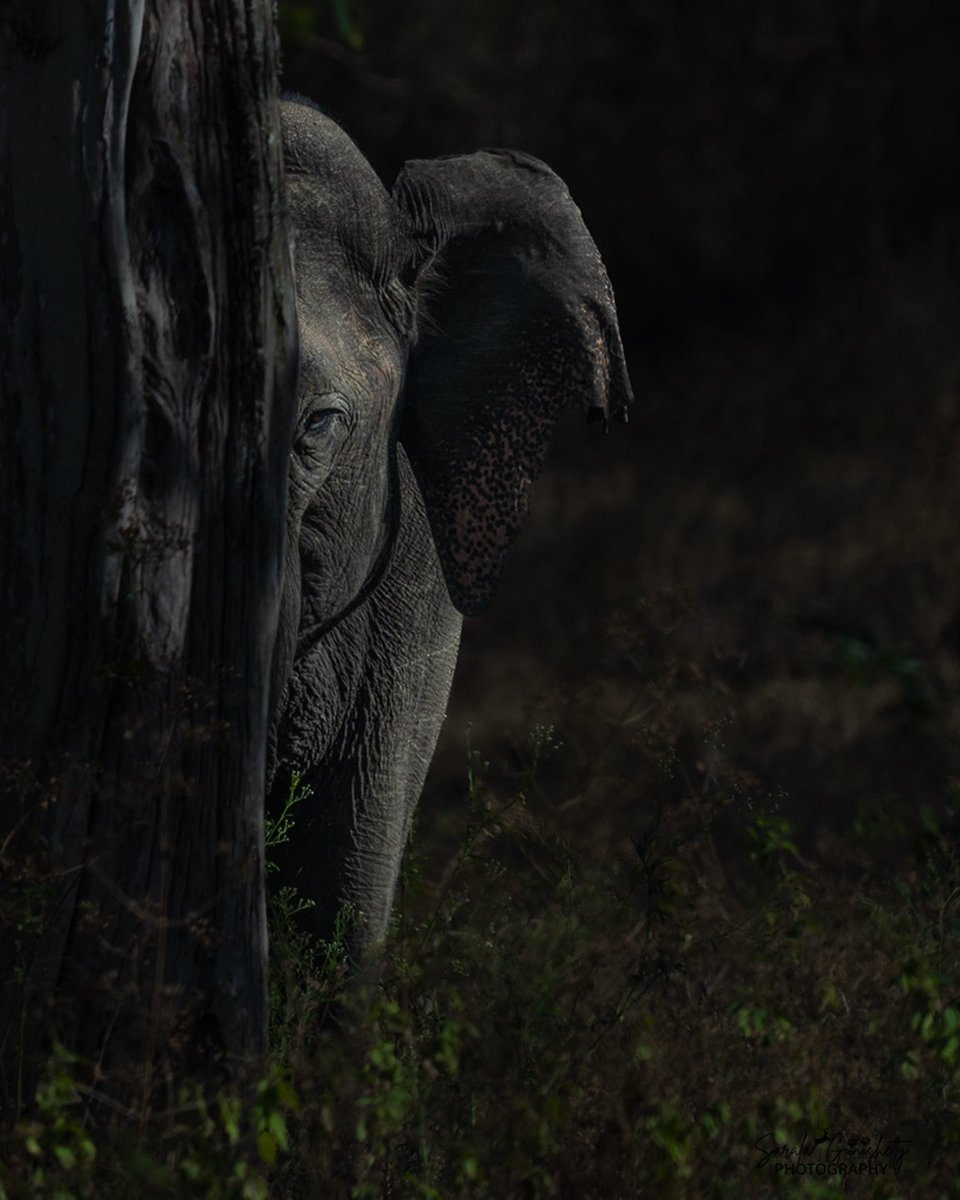 wildlife_sg's tweet photo. Few shady shots from the #wild 🌳🐘 !!

A glimpse into the soul of the forest. Hidden in the shadows, an ancient gaze peeks through, holding untold secrets of the wild. Who’s watching whom? 🤫👁️🌳!!
#wildlife #mood #shadesofthewild #nikonphotography #nikongears #nikonindia #nikon https://t.co/ruufoTcvsh