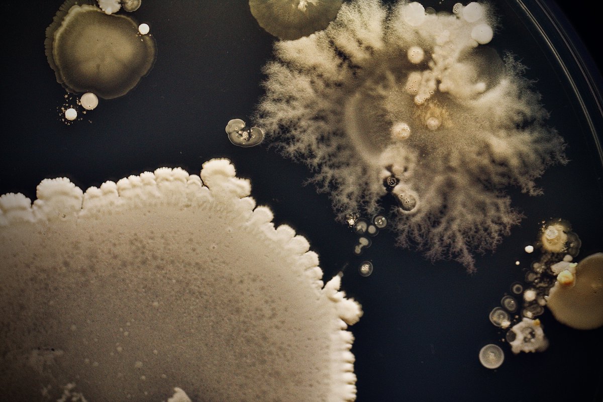 tasturm1's tweet image. #DescribeThatMicrobe One more handprint just because.  @ASMicrobiology @ContamClub #Microbiology #Science