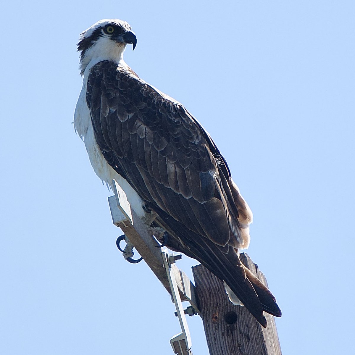 sgehringdesign's tweet photo. Osprey on the columbia gorge 

#oregon #naturephotography #osprey #pdx #columbiarivergorge #pacificnorthwest #oregonexplored #birds #birdsofprey #bird #wildlife #wildlifephotography #oregonwildlife https://t.co/g421mNpdFT