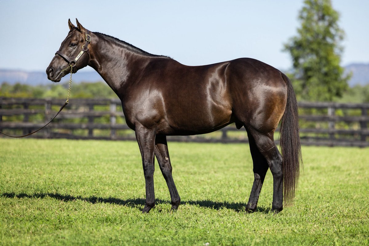 Mary McDonald (@marymacca2020) on Twitter photo ARTORIUS <a href="/NewgateFarm/">Newgate</a> 
A proper horse with proper form❗️
1️⃣1️⃣ Grp 1 starts 
Won 2️⃣
Placed in the first 4️⃣ on 9️⃣ occasions 
He was fast finishing 🏎️ 
He was exciting 🤩 
He could handle left handed, right handed and up the straight ⬅️➡️⬆️
☎️ the noms team for more ℹ️ ARTORIUS <a href="/NewgateFarm/">Newgate</a> 
A proper horse with proper form❗️
1️⃣1️⃣ Grp 1 starts 
Won 2️⃣
Placed in the first 4️⃣ on 9️⃣ occasions 
He was fast finishing 🏎️ 
He was exciting 🤩 
He could handle left handed, right handed and up the straight ⬅️➡️⬆️
☎️ the noms team for more ℹ️