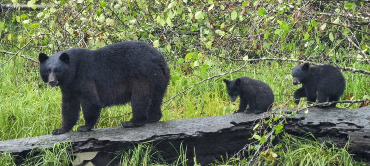 Amazing time visiting the <a href="/KawantiAdv/">Kawanti Adventures</a> Rain Forest Sanctuary. Lucky to see a mother with cubs. What an amazing day. #alaska #travelphotography #adventure #NatureBeauty