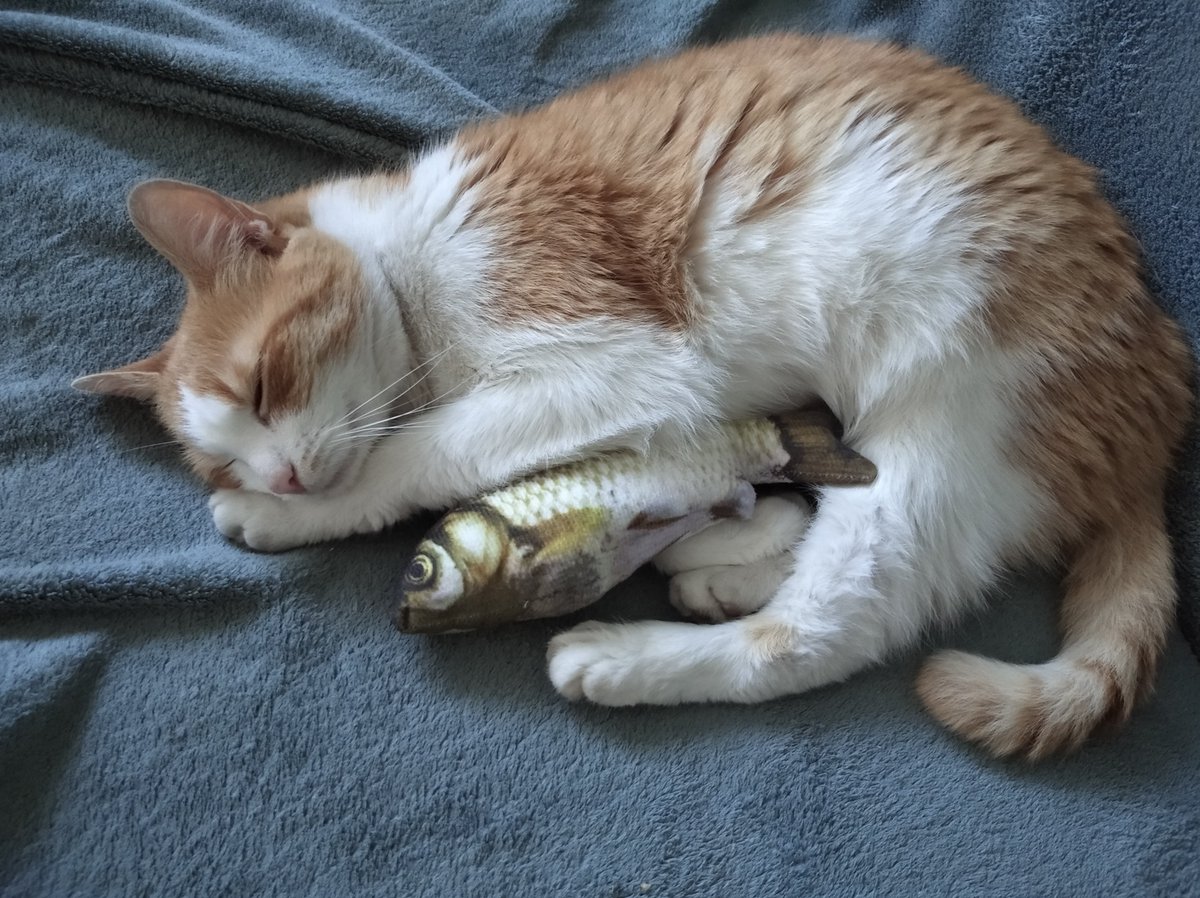 SoyGatoFederico's tweet photo. #mia #catsofx #gatos #animales #buenosdias #felizmartes  #myfish #cute #love #durmiendo #enlacasa https://t.co/7wzJ66KBt9