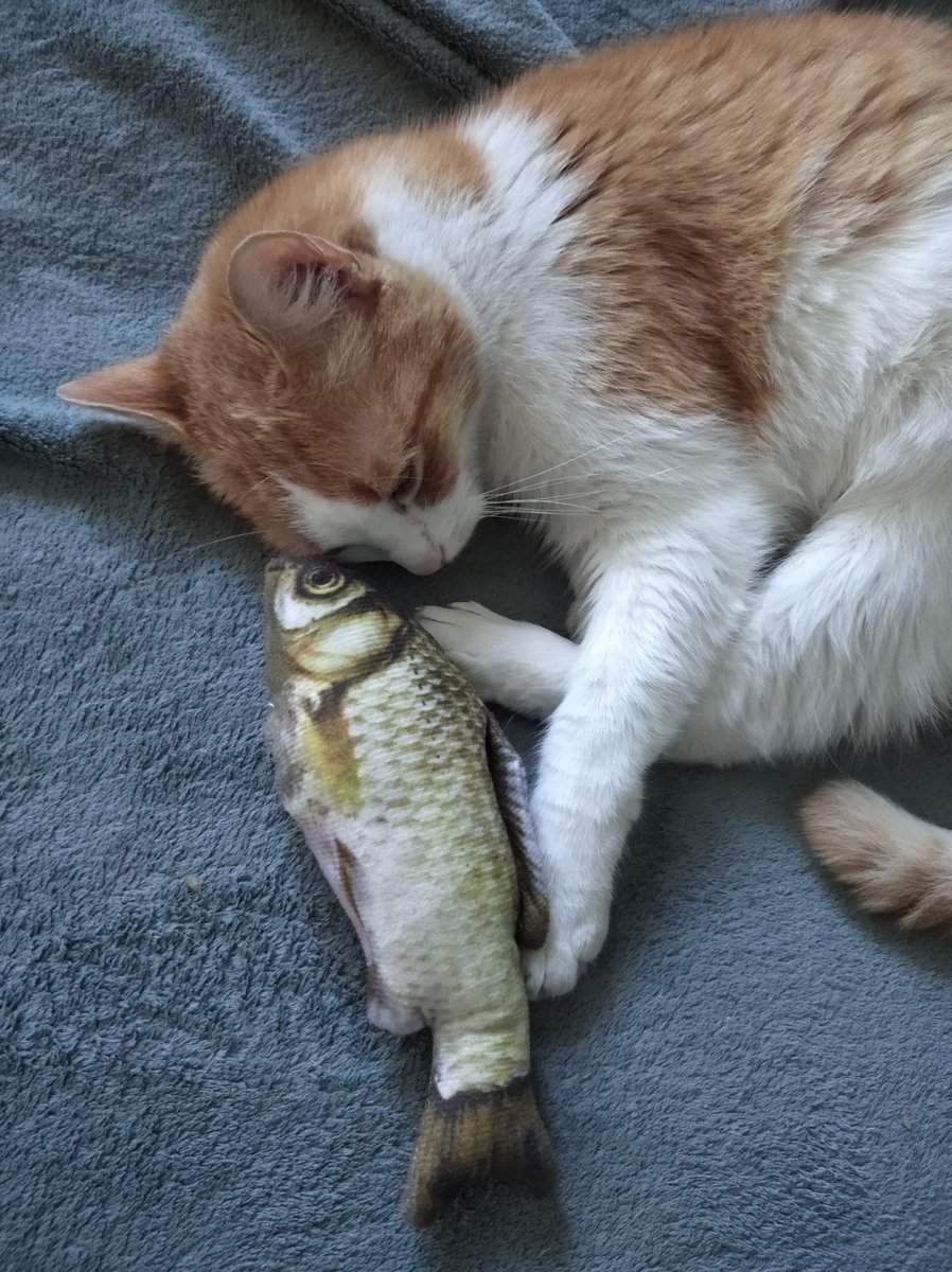 SoyGatoFederico's tweet photo. #mia #catsofx #gatos #animales #buenosdias #felizmartes  #myfish #cute #love #durmiendo #enlacasa https://t.co/7wzJ66KBt9