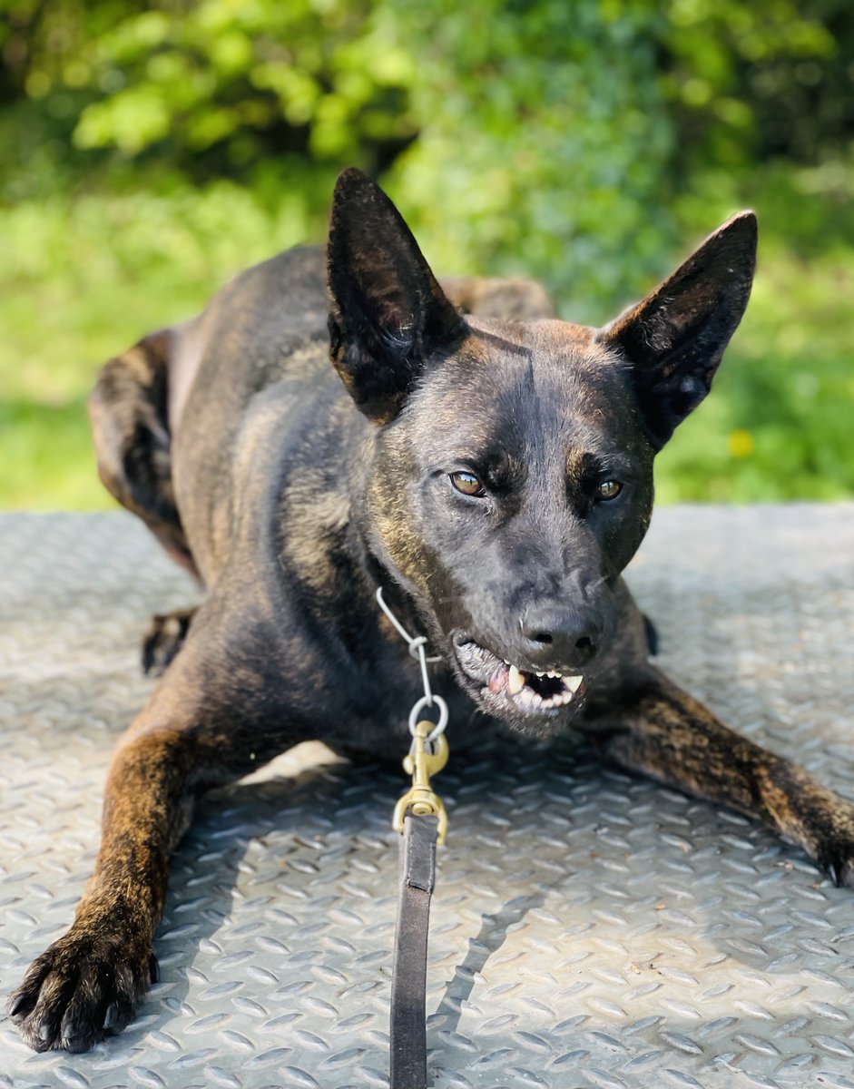 StaffsDogs's tweet image. #S5Dogs assisted officers from #StaffordNPT @PoliceStafford yesterday following reports of public order incident and a stabbing. #PDVIXEN was deployed to the location whereby, following a lengthy track and search the offender was located, challenged and detained. #Arrested 🐾