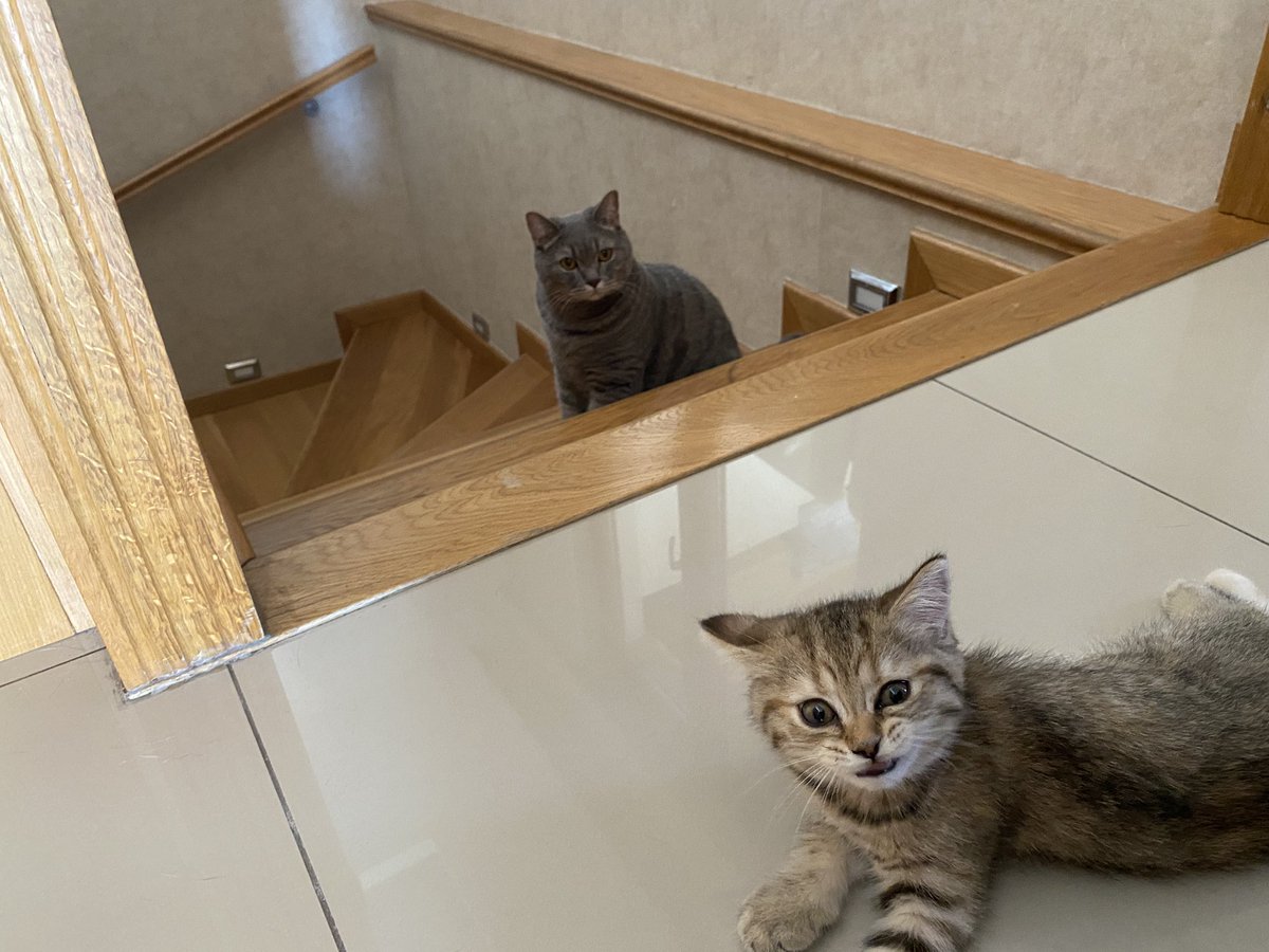 Eve yeni bir totoro geldi. Burçak hanım oldukça agresif, Kete bey ise olanlara şaşkın. 
Bugün ikinci günleri ve gayet iyi bir hesaplaşma ay pardon tanışma. ;)
