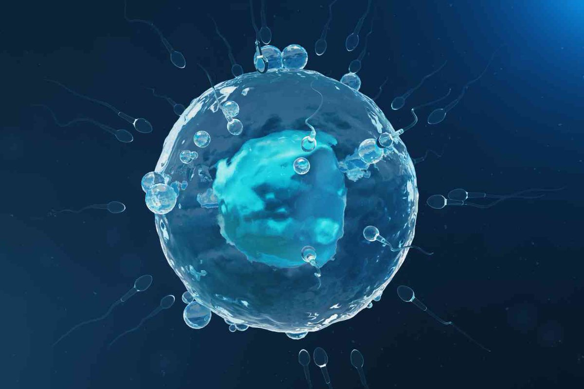 Les cellules souches peuvent aider à restaurer la fonction ovarienne. Nos chercheurs ont identifié 3 protéines clés produites par ces cellules qui, ensemble, forment un "cocktail" qui, appliqué sur les ovaires, offre des résultats très encourageants 🤰 #ESHRE2025 #IVIàESHRE