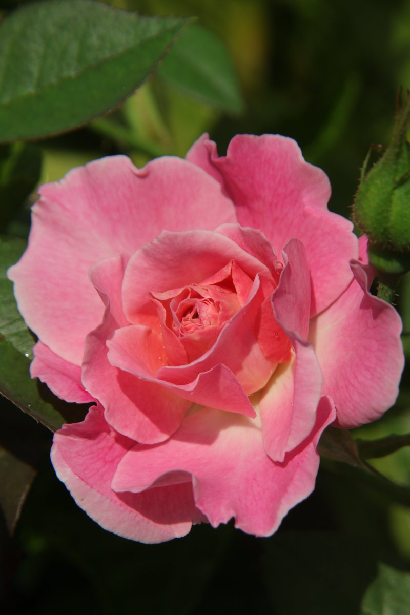 Rose 🥰

#Photography #Flowers #Rose