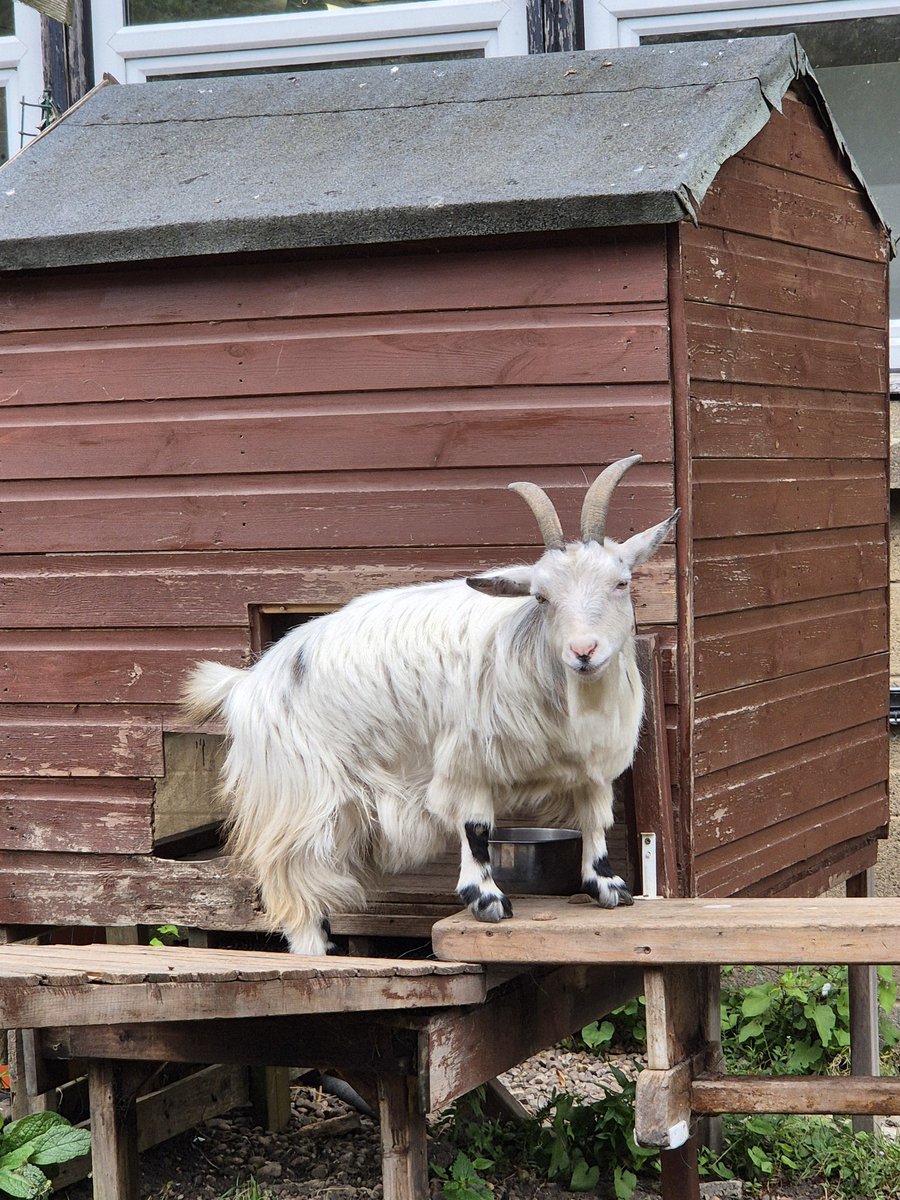 TheYorkshireRo2's tweet image. Thank you to @UBHSCHOOL, who hosted our Exceed SCITT primary trainee visit this morning. The 5-11 trainees were delighted to meet the animals & visit the Forest School, as well as learn about the academic & holistic approaches embedded across the secondary school experience.