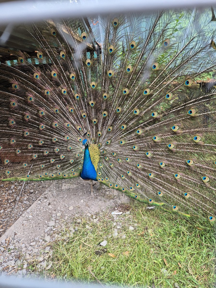 TheYorkshireRo2's tweet image. Thank you to @UBHSCHOOL, who hosted our Exceed SCITT primary trainee visit this morning. The 5-11 trainees were delighted to meet the animals & visit the Forest School, as well as learn about the academic & holistic approaches embedded across the secondary school experience.