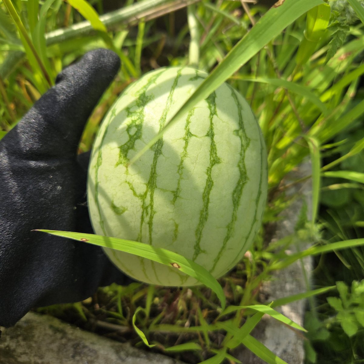 SaeCue's tweet photo. おっ👀💡
2つ出来ていた🍉
#小玉スイカ #赤てまり #スイカ #綿半 #smallwatermelon #watermelon https://t.co/ucJA5MC8rr
