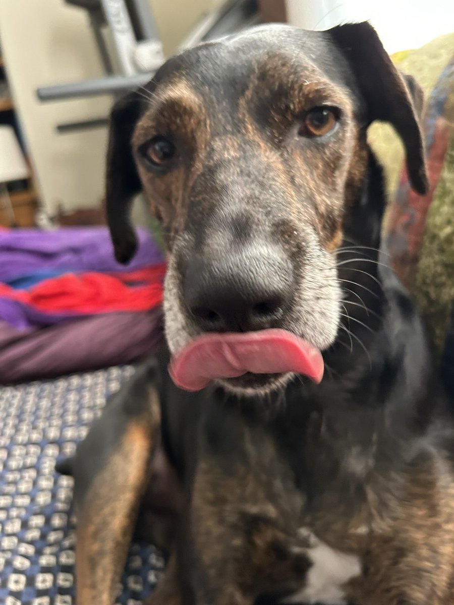 A rare sighting of my bashful tongue 😛 Have a great day pals. 🩵
#TongueOutTuesday