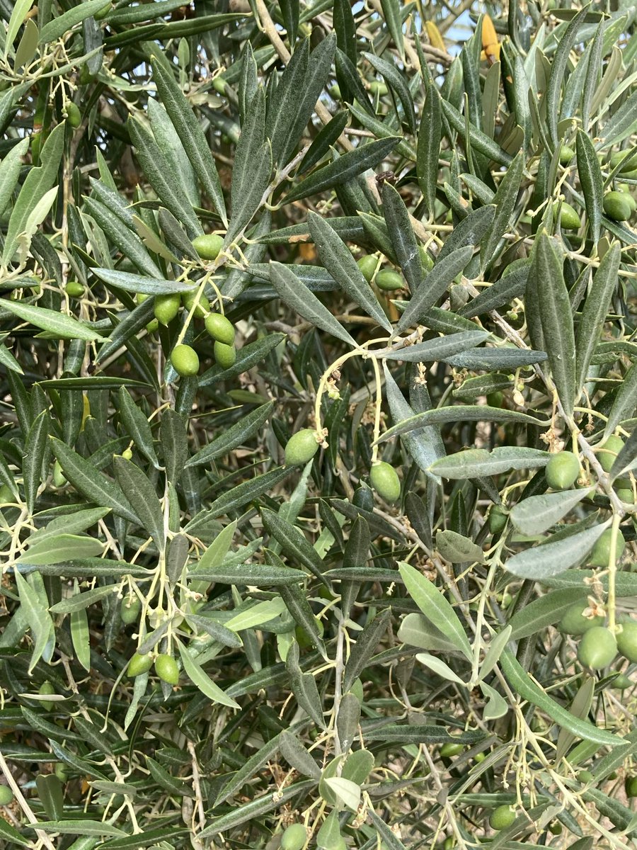 Ya se van viendo las Aceitunas en los sitios mas tardios de Huelma Jaén ⁦<a href="/agropopular/">AGROPOPULAR</a>⁩ ⁦<a href="/mejoradeolivo/">mejoradeolivo</a>⁩ ⁦<a href="/CuadernoAgrario/">Cuaderno Agrario</a>⁩