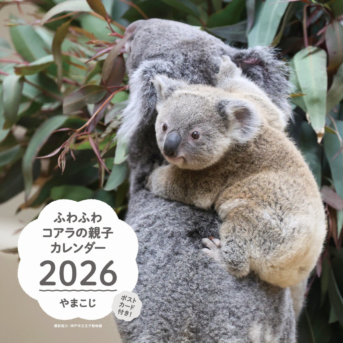higashiyama5555's tweet image. 辰巳出版様より声を掛けて頂き この度コアラカレンダーを出版する事となりました。
登場するのは王子動物園のオウカとオウキ親子です。
3月から撮影、制作を始め編集の方と力を合わせてコアラの魅力が沢山のカレンダーが出来ました!
皆様宜しくお願いします!
予約はこちら
amzn.to/3I6nnqw
