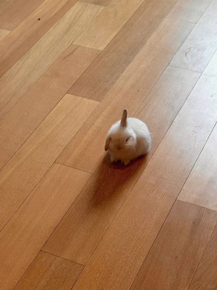 On kuun ensimmäinen päivä.  Päivä jolloin sanomme ääneen "Valkoinen kani ""White rabbit " Onnea tuomaan.  Tämän sanomme vilpittömästi ja vailla epäilystä.