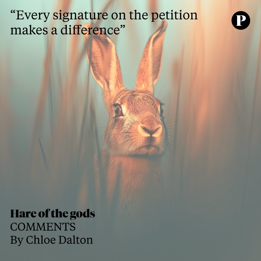 Hares can still be legally shot during breeding season in England and Wales, an outdated Victorian law putting mothers and their young at risk. With populations in steep decline, it’s time to fix this double standard.

Read &amp; sign the petition:
perspectivemedia.com/hare-of-the-go…