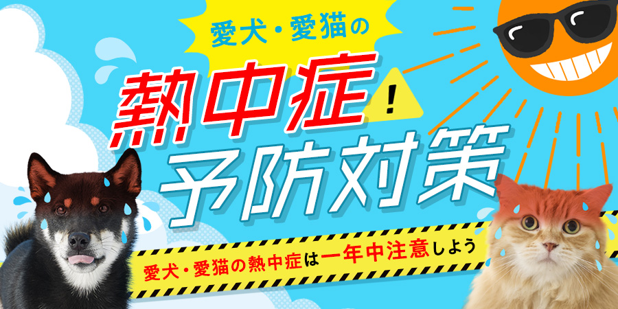 peppy_net's tweet image. 夏の暑さ、じわじわ本気出してきましたね🌞💦  
わんにゃんもバテる季節がやってきました🐾

「お水、ちゃんと飲んでる？」  
「ひんやりグッズの準備は完璧？」

大切な家族を守るために。  
＼#熱中症対策 特集 公開中！／  
👇今すぐチェック👇  
🔗peppynet.com/campaign/id/15…