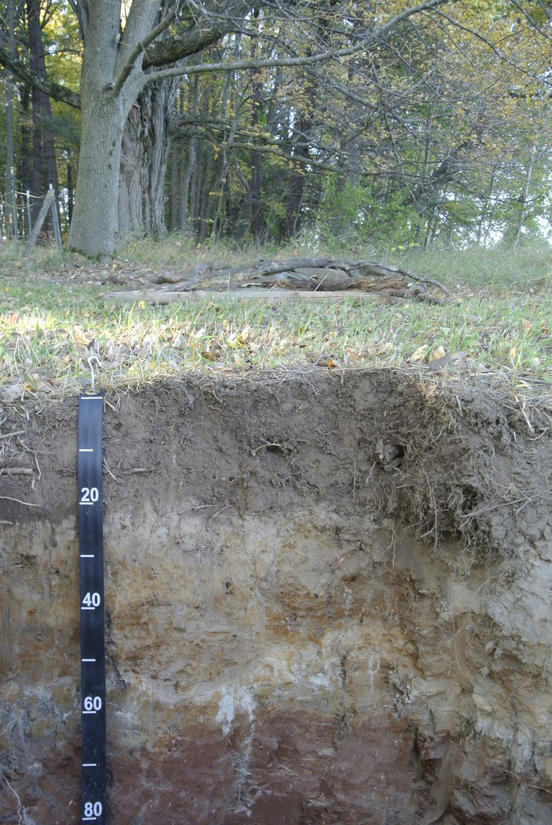 New in Geoderma Regional “Factors governing the formation, distribution and taxonomy of soils with glossic horizons and features in the contiguous USA” by James G. Bockheim, Ryan C. Hodges, Alfred E. Hartemink. 
buff.ly/2jnumJC