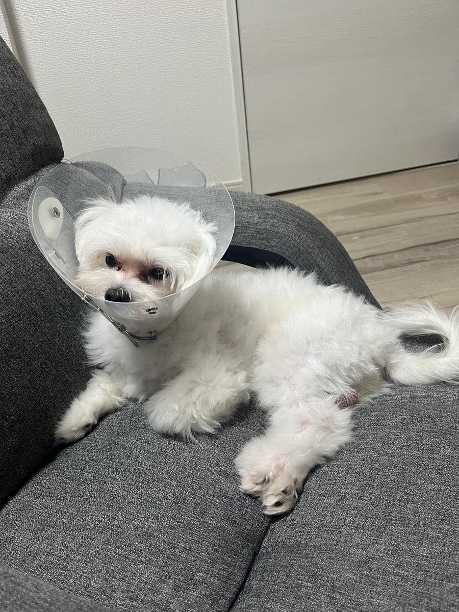 帰宅。
まだぼんやりしてるみたい😞
よく頑張ったね