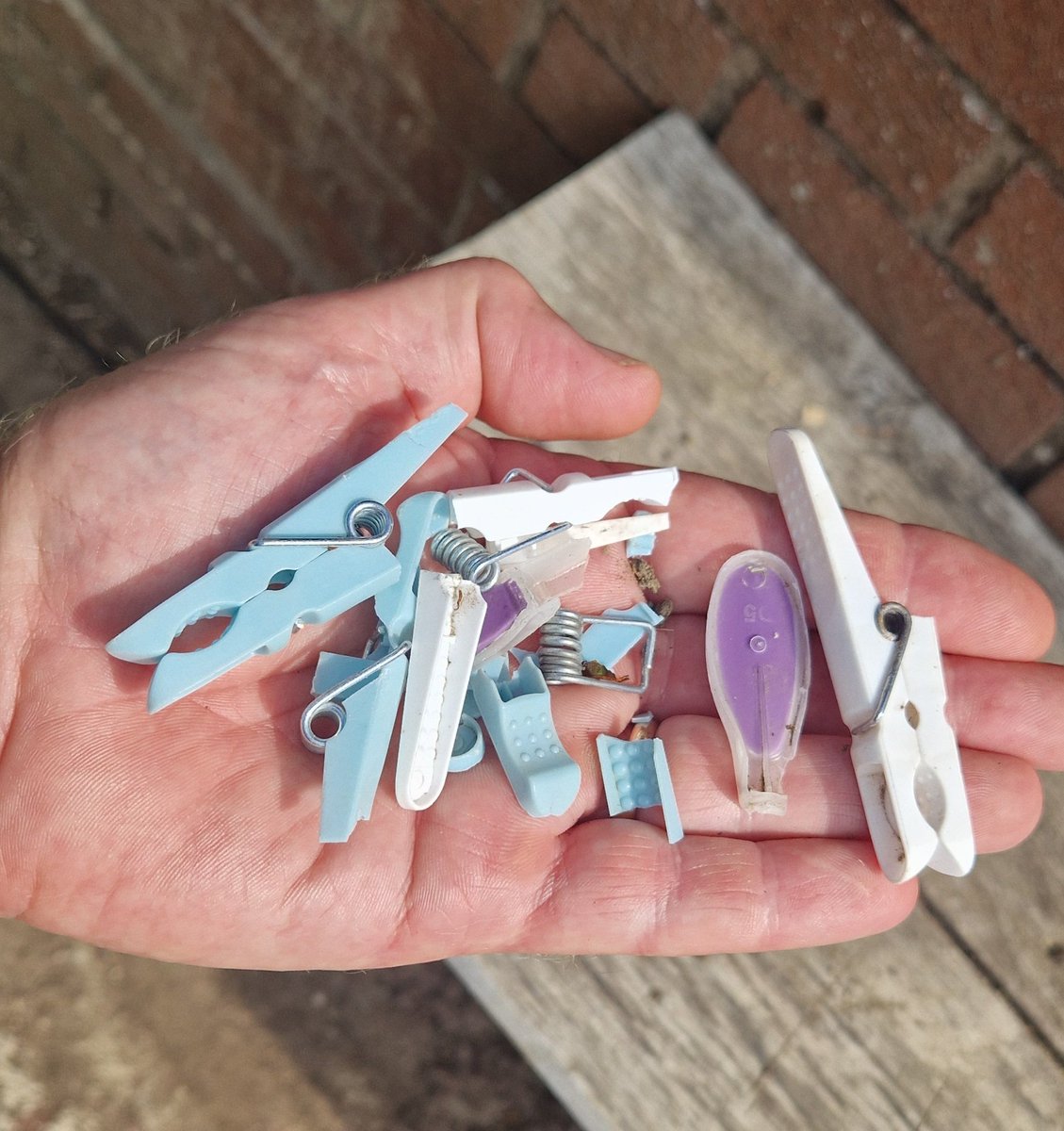 tomheapmedia's tweet image. My regular home harvest of clothes peg shrapnel. Pulverised by UV, spreading microplastic in the garden. My lesson #sticktowood