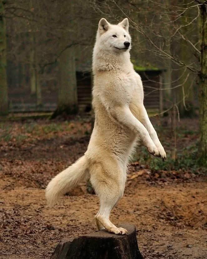 ADORABLE WOLF 🐺💜