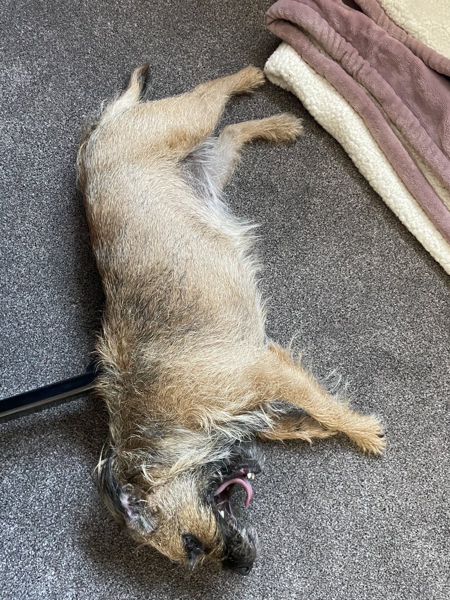 #TongueOutTuesday
Showing mum what I think of her  boring snoring work meetings 💤 
#BTPosse