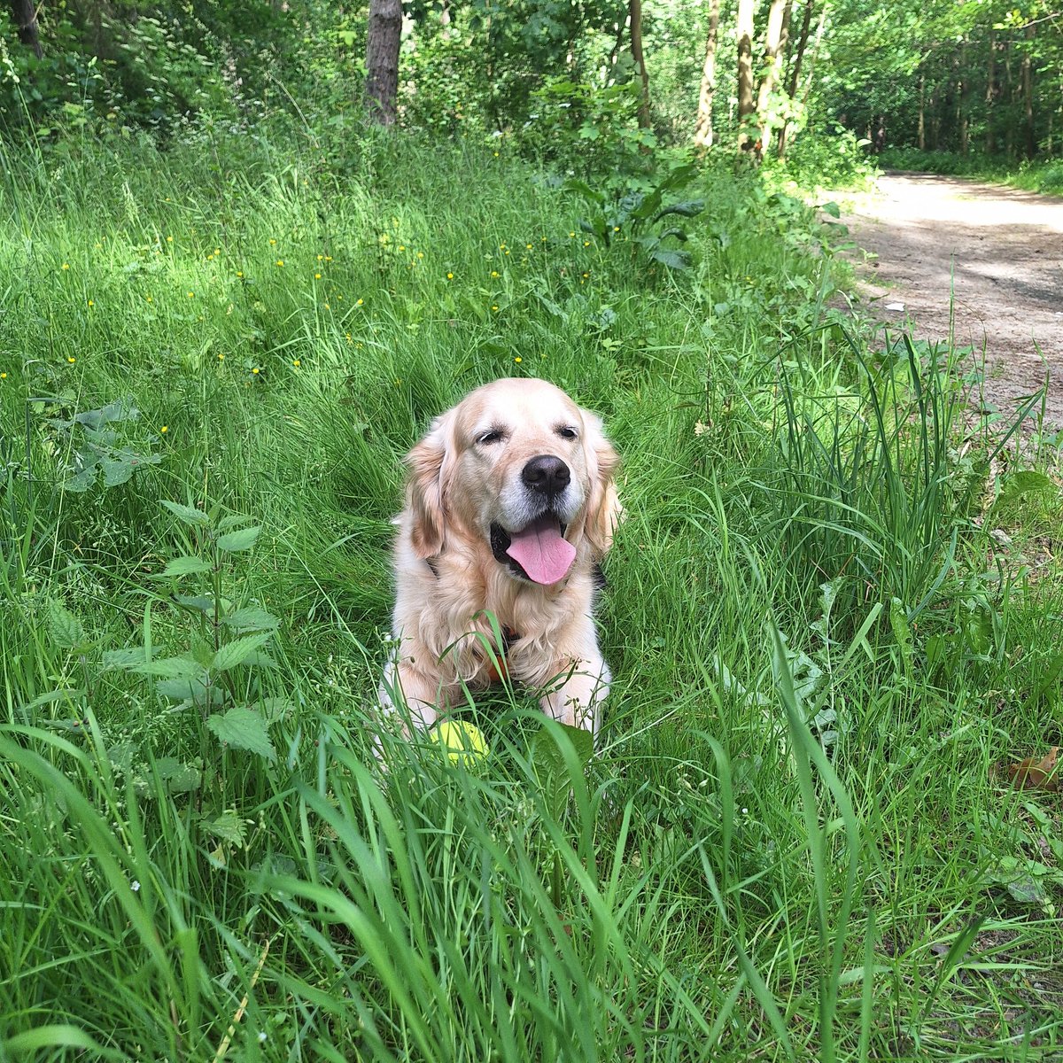 Ruda_Asia_R's tweet photo. Z rzeczy ważnych 
Dzień Psa 🐕🦮🐕‍🦺🐩
Dzień dobry https://t.co/Z2xKxqOAur