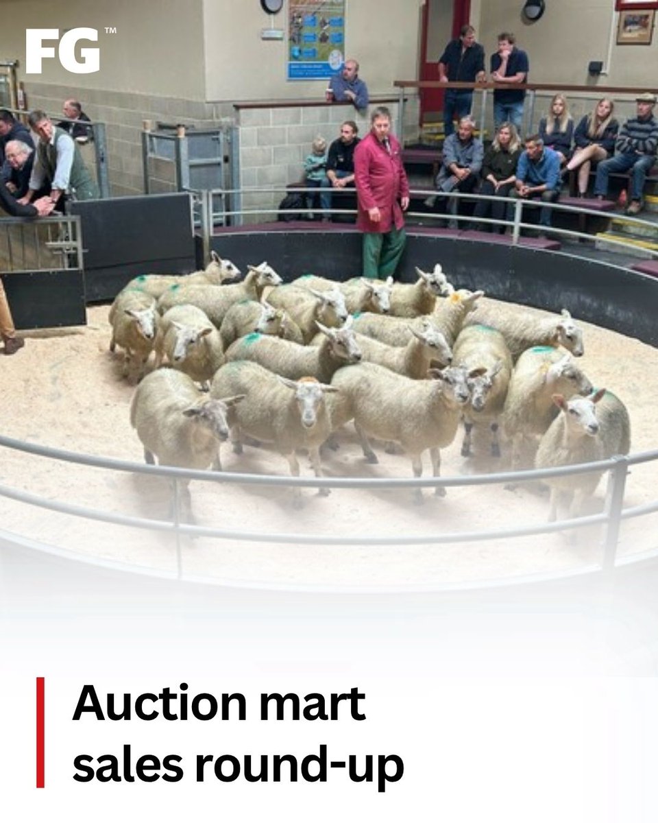 FarmersGuardian's tweet image. Get the latest trade results from auction marts up and down the country. 👇
farmersguardian.com/news/4515430/a…

For more instant results be sure to like the FG Shows and Sales page on Facebook.

#inthering #livestock @auctionmarkets