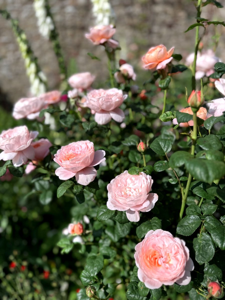 AbbotsfordScott's tweet photo. Blooming marvellous! Come and smell the roses in Abbotsford’s beautiful garden.
The rose is indeed the “fairest when ’tis budding new…” and we hope you can visit us and lose yourself in their fragrance and the romance of Scott’s world.
#Abbotsford #SirWalterScott #RosesInBloom https://t.co/wC6U47o3ul
