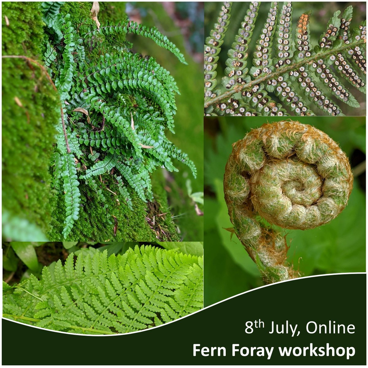 National Plant Monitoring Scheme (@thenpms) on Twitter photo Unable to join us in the field this Fri? We still have a few spaces available for our online Fern Foray - 8th July! An interactive workshop for NPMS vols, to develop the skills you need for fern ID. Book & receive joining resources here: ow.ly/A5H850WiScn #Botany #FernID Unable to join us in the field this Fri? We still have a few spaces available for our online Fern Foray - 8th July! An interactive workshop for NPMS vols, to develop the skills you need for fern ID. Book & receive joining resources here: ow.ly/A5H850WiScn #Botany #FernID