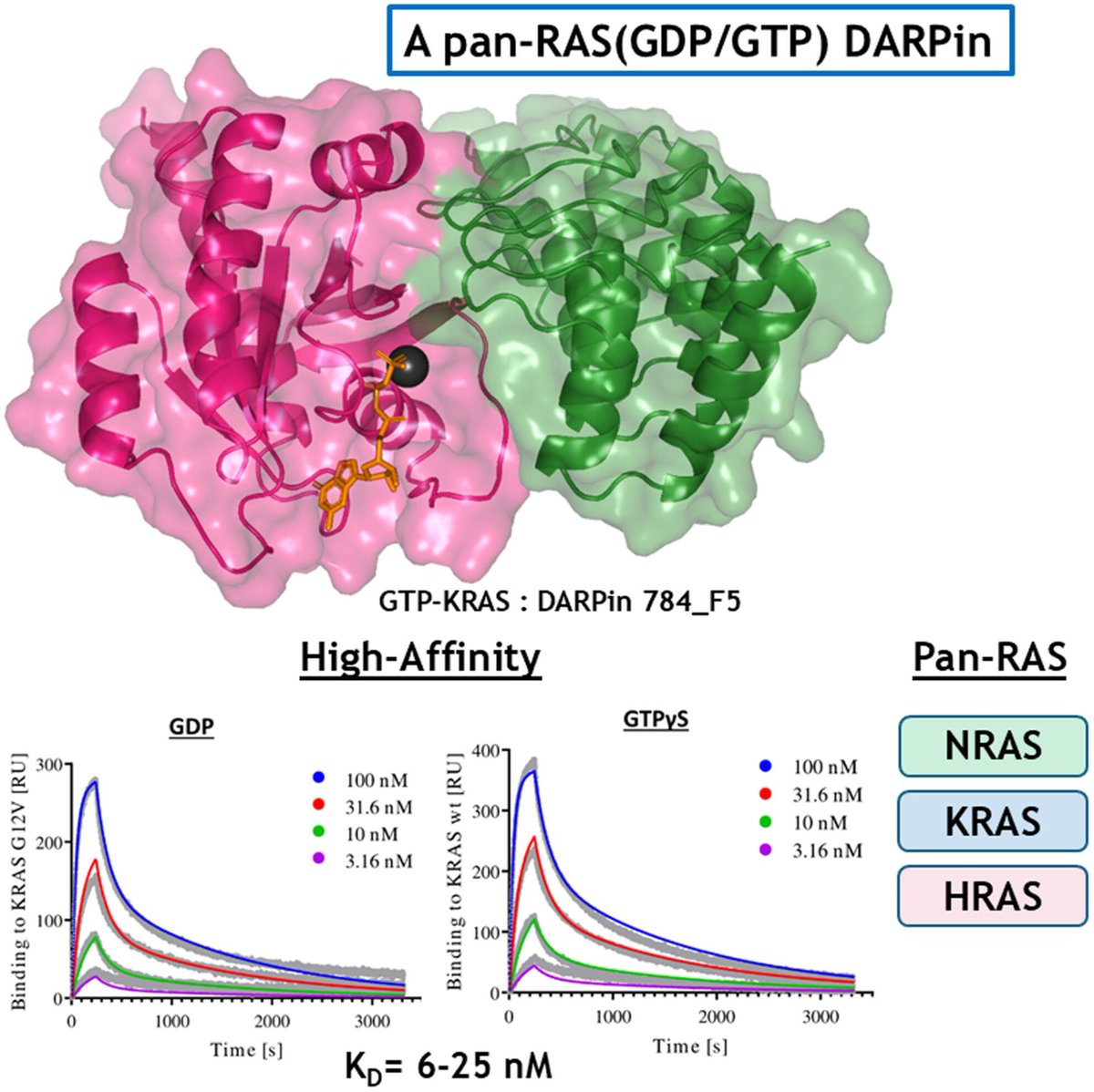 MolOncology's tweet image. A nucleotide-independent, pan-RAS-targeted DARPin elicits anti-tumor activity in a multimodal manner
🔦 buff.ly/EVTr8a8
@lab_santamaria #DARPin #DrugDevelopment #CancerTherapy