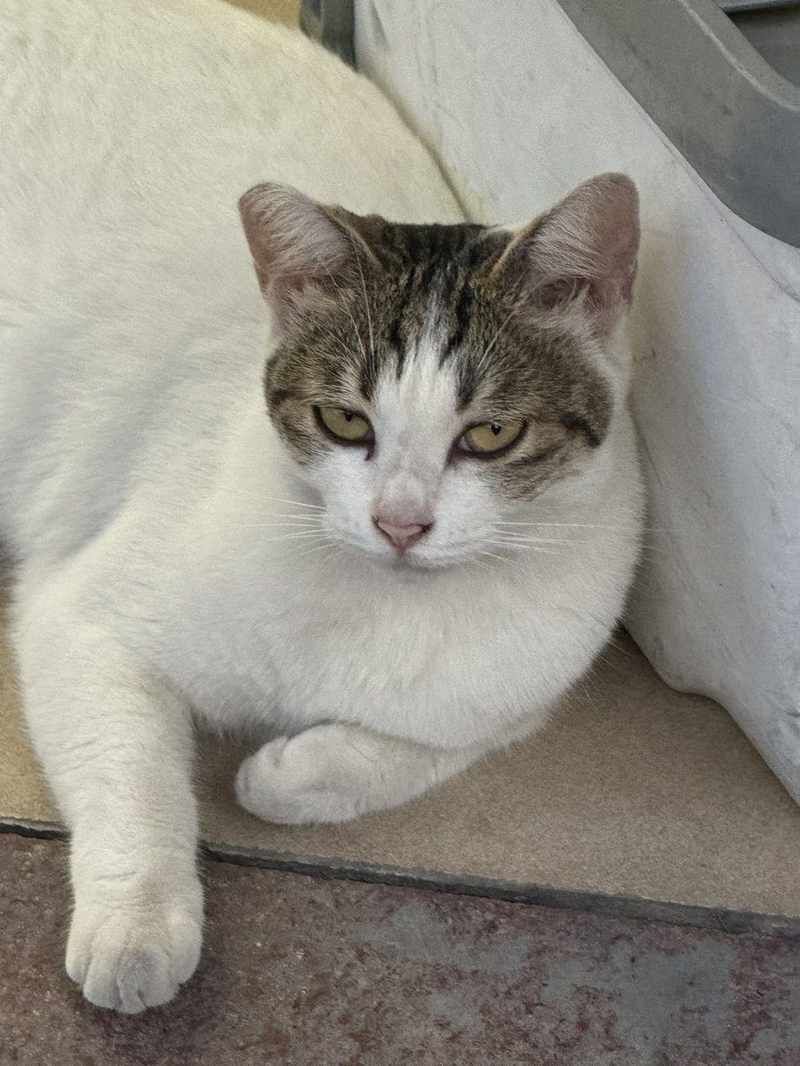 咪我可以靠在你结实胸膛里吗