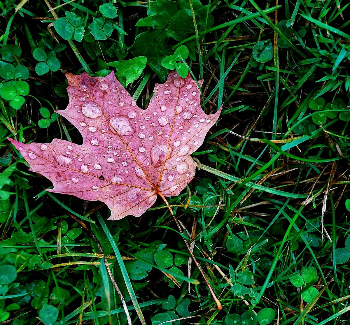 It’s Canada’s 158th birthday today, and amid the maple leaves, moose, Mounties, and Molson, a gentle reminder that not everyone here feels safe.

Hatred still burns here, and this nation tolerates it. Encourages, even.

We could be so much better. If only…

#CanadaDay