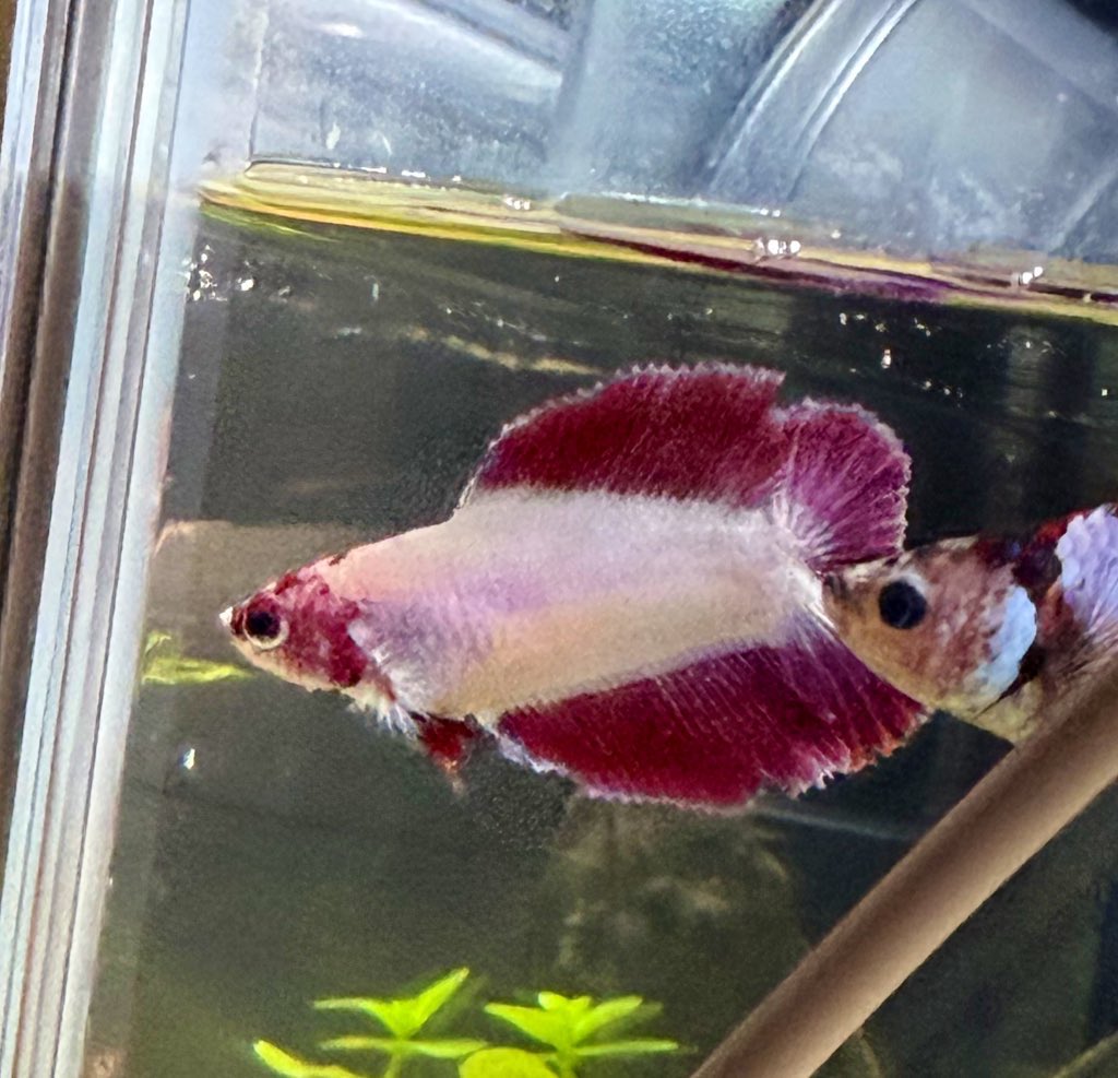 ベタの繁殖チャンス狙って、選んできた美人さんたち！